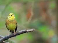 Yellowhammer _M2A2517