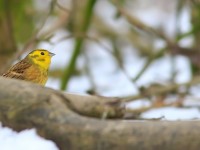 Yellowhammer _M2A4736 copy