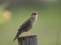 04-242011grasshopper-warbler