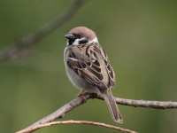 05-152011tree-sparrow