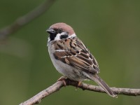 05-152011tree-sparrow