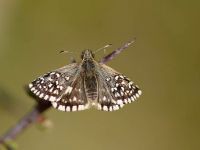 023-grizzledskipper3