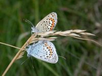 081-silver-studded-blue4