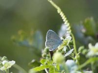 110-holly-blue-male