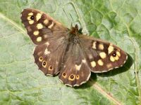 176-speckled-wood1
