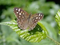 177-speckled-wood2