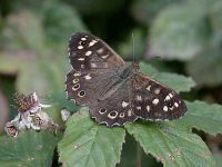 178-speckled-wood-autumn
