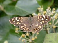179-speckled-wood-sub-species-insula
