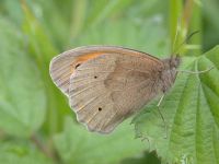 198-meadow-brown-male1