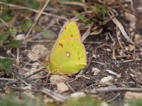 clouded-yellow-21093070
