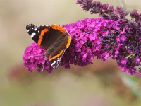red-admiral-25413157