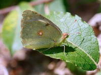 Clouded Yellow (Helice)_J4X6098
