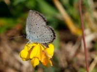 Eastern Short-tailed Blue 1_J4X5463
