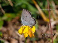 Eastern Short-tailed Blue_J4X5463