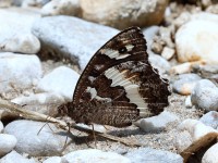 Great Banded Grayling_J4X4537