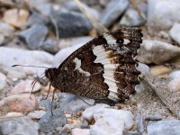 Great Banded Grayling_J4X4546