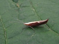 Honeysuckle Moth DSC00969