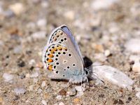 036-zephyr-blue-male1