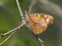 044-nettle-tree-butterfly1