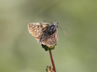 Large-grizzled-skipper2-70682302