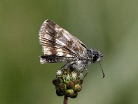 Large grizzled skipper