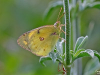 Bergers-Clouded-Yellow-_43A0820