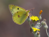 Bergers-Clouded-Yellow-_43A1388
