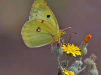 Bergers-Clouded-Yellow-_43A1392