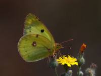 Bergers-Clouded-Yellow-_43A1396