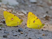 Bergers-Clouded-Yellow-_43A2079