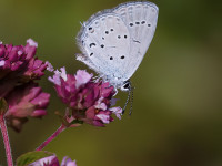 Eastern-Short-tailed-Blue-2-_43A1132-2