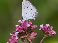Eastern-Short-tailed-Blue-_43A1121-2