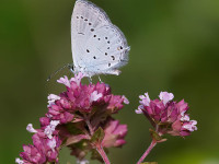 Eastern-Short-tailed-Blue-_43A1123-2
