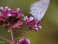 Eastern-Short-tailed-Blue-_43A1130-2