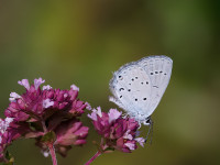 Eastern-Short-tailed-Blue-_43A1132-2