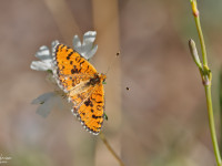 Lesser-Spotted-Fritillary-female-_43A8362-1