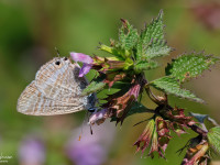 Long-tailed-Blue-_43A1570-1