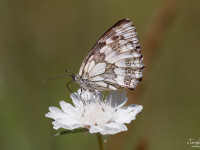 Marbled-White-_43A9405-1