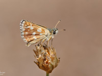 Orbed-Red-Underwing-Skipper-_43A9226-1