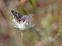 Sandy-Grizzled-Skipper-_43A9428-1