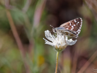 Sandy-Grizzled-Skipper-_43A9430-1