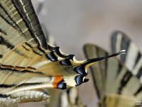 Scarce-Swallowtail-_43A1475-1