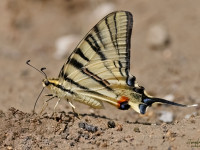 Scarce-Swallowtail-_43A1525-1