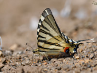 Scarce-Swallowtail-_43A1532-1
