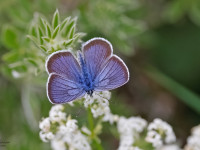 Silver-studded-Blue-male-_43A8623