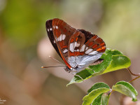 Southern-White-Admiral-_43A9374-1