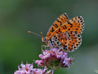 Spotted-Fritillary-_43A0801-1