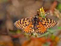 Spotted-Fritillary-female-_43A3740-1