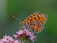 Spotted-Fritillary_43A0804-1