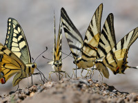Scarce Swallowtail & Swallowtail